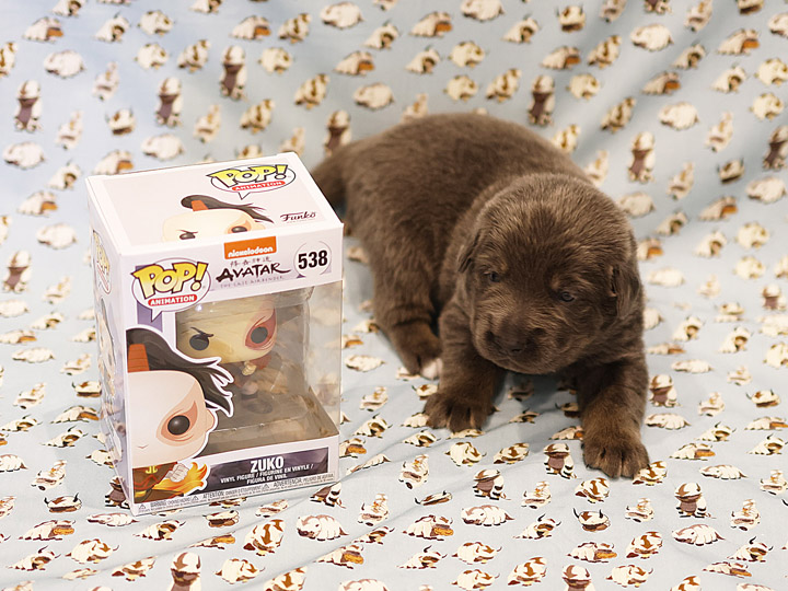 chinook puppy